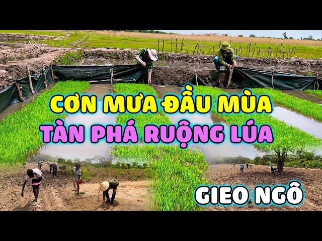 Thế Nhân || Mùa Mưa Đã Về Anh Em Đồng Loạt Xuống Giống Hỗ Trợ Người Dân Phát Triển Nông Nghiệp