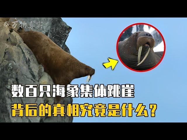 海象为什么要跳崖自杀？数十万海象聚集海岸，背后的真相是什么？【万物真实】