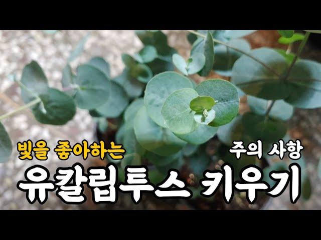 유칼립투스 키우기 주의 사항!! #엉클플랜트 #식물키우기 #유칼립투스키우기