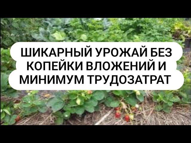 Плодородие Правильное земледелие Живая почва Урожай