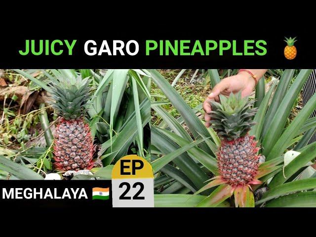 Tasty Pineapples of Garo Hills 