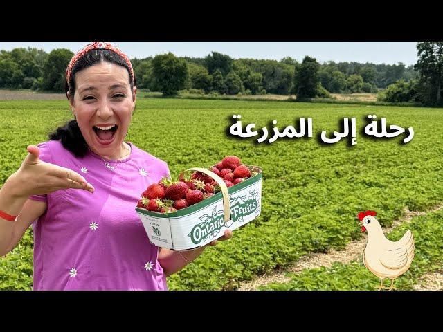 رحلة إلى المزرعة - قطاف البازلاء والفراولة - الحيوانات الأليفة