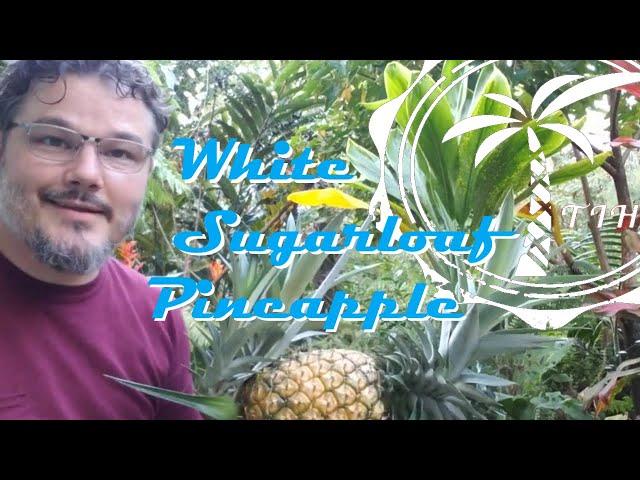 How to grow your own rare white pineapples at home!