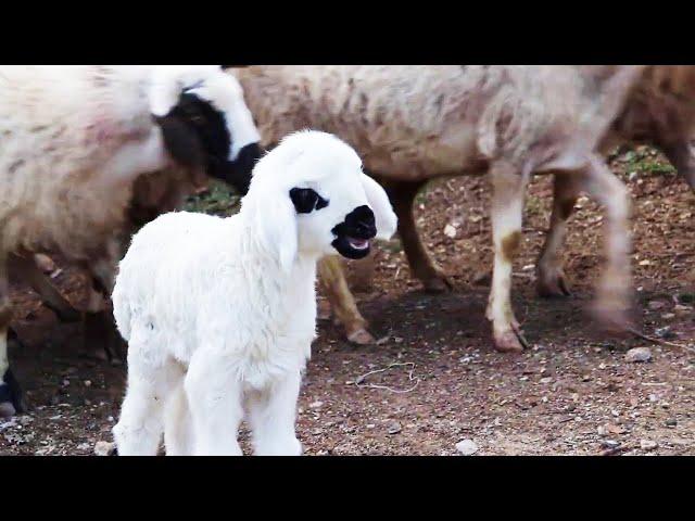 Newborn Lambs, Sheep and Lambs, Lamb Sound, Sheep Sound