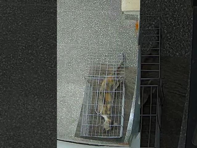 #cats #catshorts #funnyshorts #catseating #catslover #cattrap #fun #funny #funnymoments #catvideos