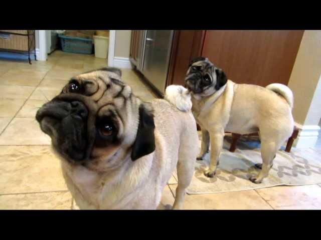 Howling Pugs