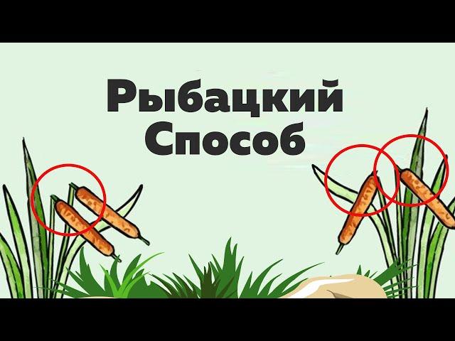 Что означает сломанный камыш на болоте? Хитрый способ рыбаков!