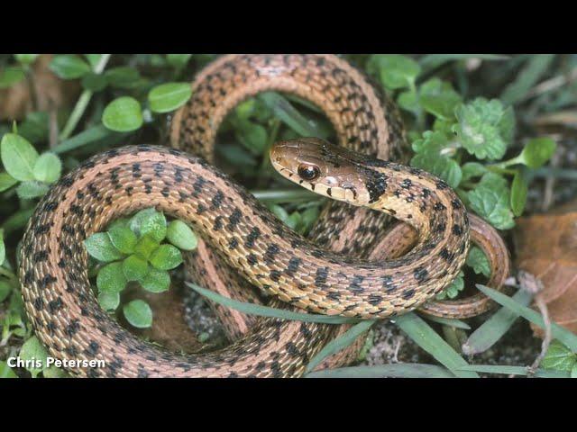 DoD PARC Species Profile Video Series: Episode 17: Common Gartersnake