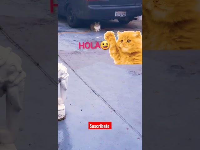 gato con bota