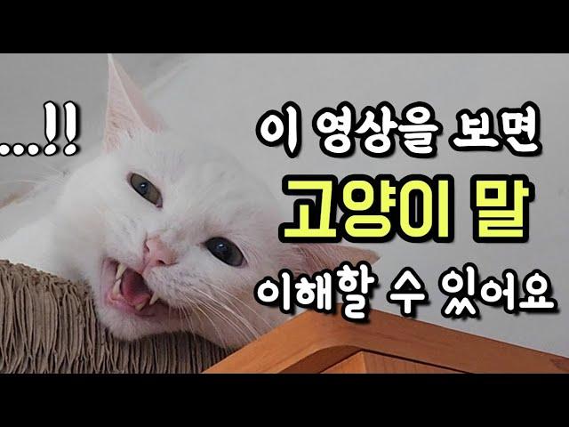 고양이 울음소리 종류(소리언어)