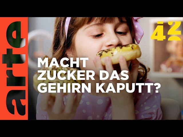 Macht Zucker dumm?  | 42 - Die Antwort auf fast alles | ARTE