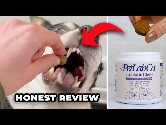 I tried PetLab Co Probiotic Chews for my itchy dogs | Honest Owner Review