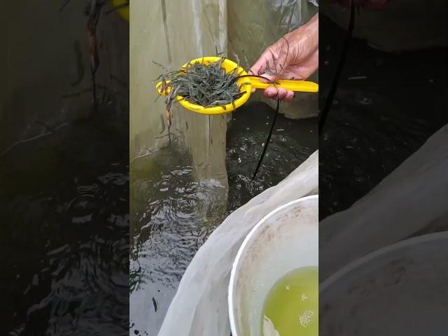 Day 1 vs Day 30 growth progress of tiger prawns #fishing #fishproduction #aquaculture