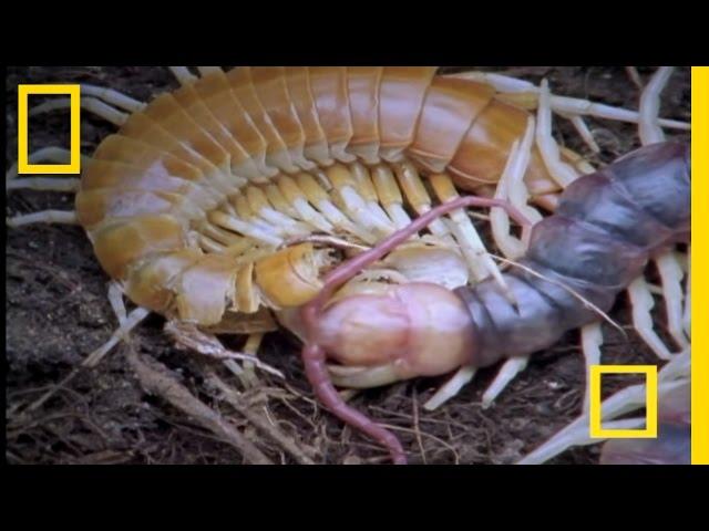 Giant Centipede | National Geographic