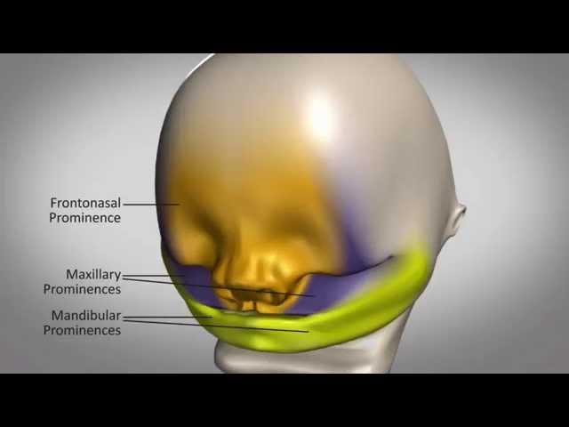 DPES EarlyEmbryonicFacialDevelopment