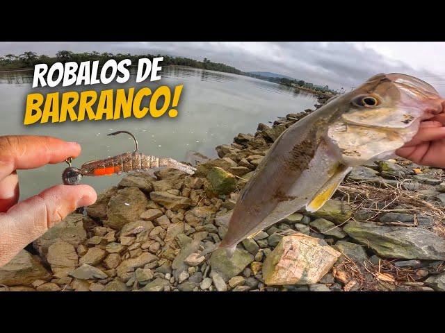 Nesses PONTOS de PESCA  você sempre FISGA BONS ROBALOS! Pescaria de ROBALO no Barranco