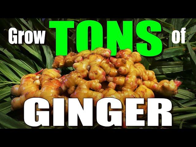 How to grow a TON of Ginger from store-bought Ginger Root!