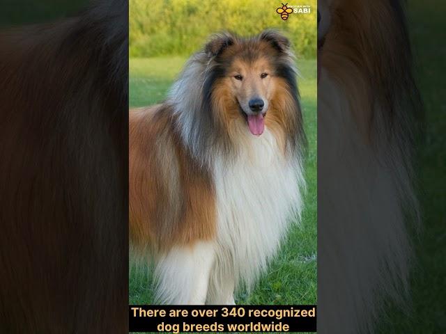 Fun facts about Dogs you never knew | Discover with Sabi
