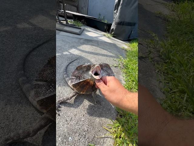 DON’T BITE ME!#frillednecklizard #frilleddragon #lizard #reptiles #animals #animalshorts #fyp