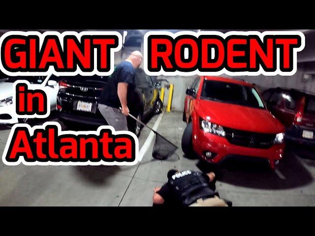 GIANT Rodent in ATLANTA‼️