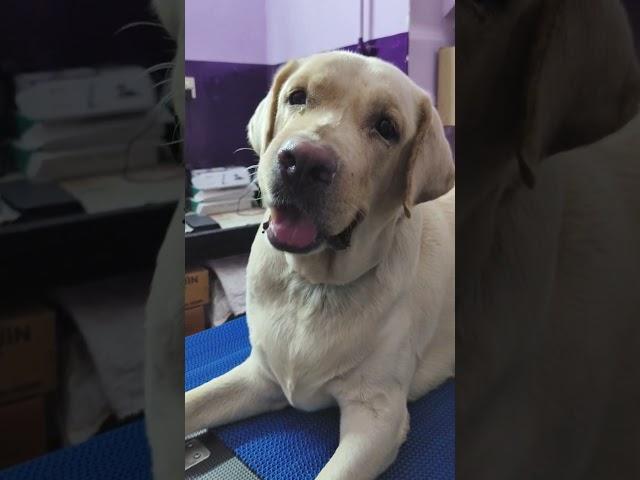 Scooby checked in for grooming ️ 9360428773 passion pets madurai