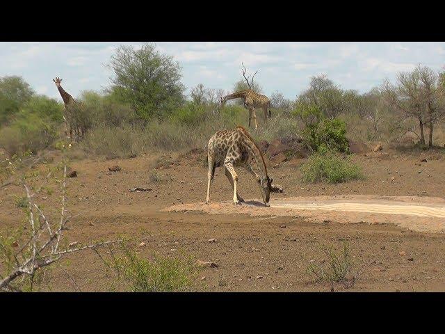 SOUTH AFRICA Kruger park with original sound (10)