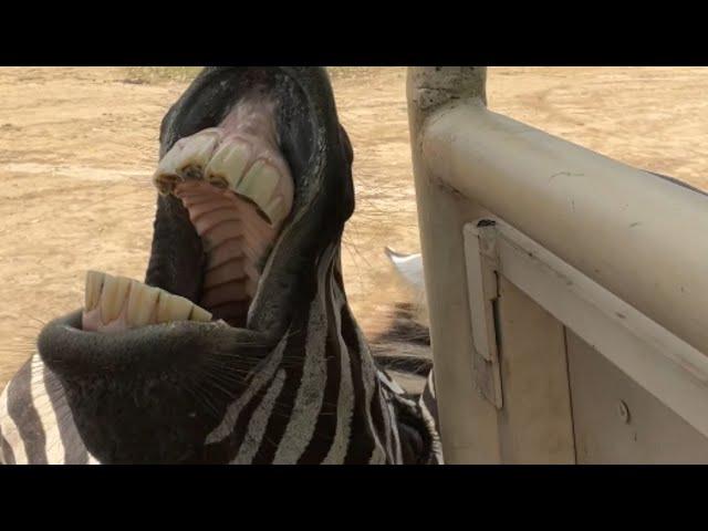 Woman enjoys solo birthday trip to safari and feeds zebras in the wild || WooGlobe