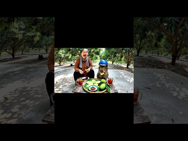 Bà và Capybara | Capy cùng bà mukbang xoài chấm ruốc… #capybara #funny #ytshorts #mukbang #fyp