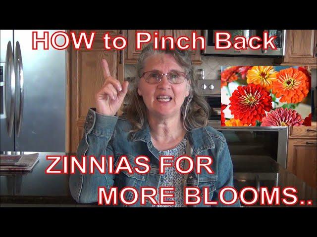 How To Pinch Your Zinnias for More Blooms/ Zinnia 101