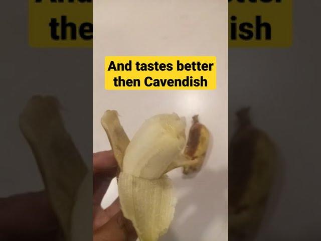 The best banana to eat | Golden finger |
