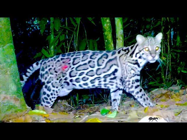 Trail Cam Videos: 1000 Hours in the Jungle: Rain Forest Animals