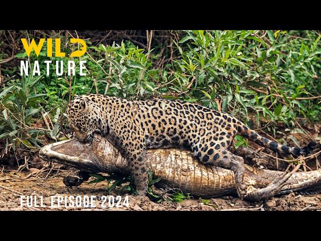 WILD PANTANÁL | Predators Reigning Over the Flooded Paradise | Animal documentary