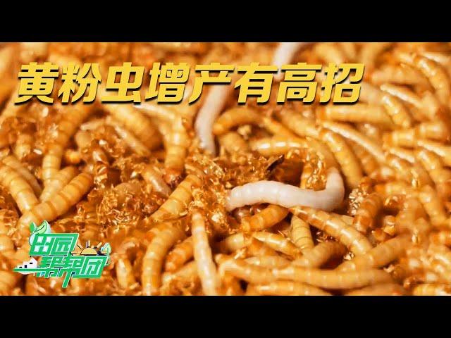 它被誉为饲料宝库，一盒售价上万元！饲养专家公开黄粉虫养殖绝招：饲料里一定要加这种常见蔬菜，产量增加肉眼可见 |「田园帮帮团」20230926