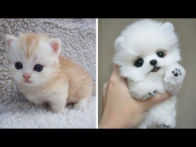 Aww - Funny and Cute Animals Compilation 2019 #1 Lovely Pets