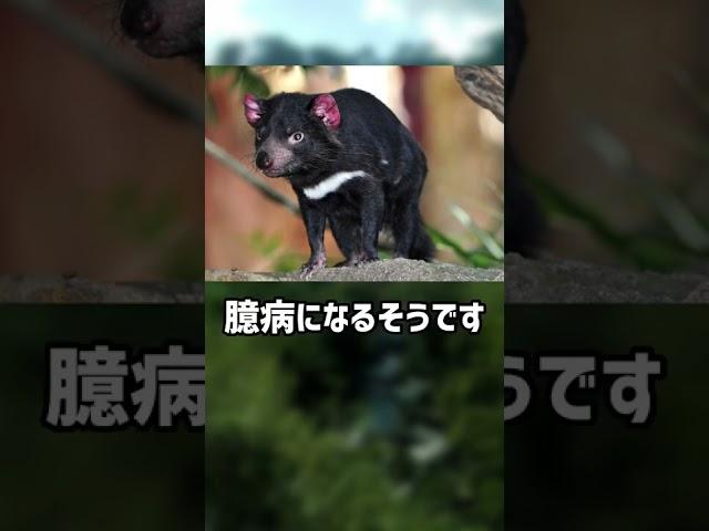 ぴえん過ぎる生き物紹介　タスマニアデビル　ショートver