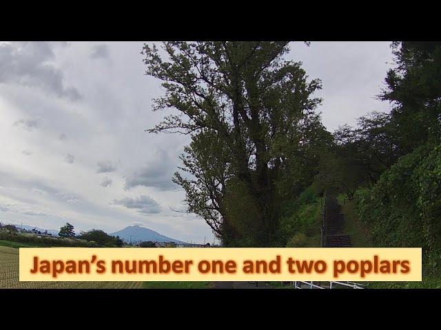 Japan's best poplar