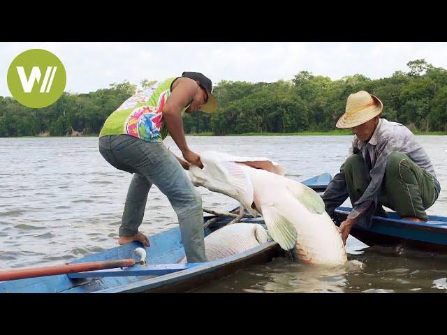 Arapaima - Der riesige Fisch kann bis zu 200 Kilo wiegen!