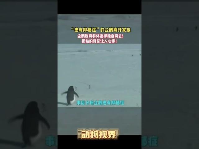 真想帮助这只有抑郁症的小企鹅I really want to help this little penguin with depression