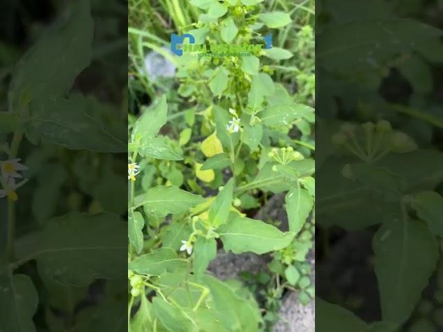 Gak Nyangka, Kandungan Senyawa dari Daun Ini Dapat Menghambat Pertumbuhan Sel Kanker #daunherbal