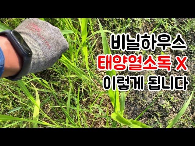 비닐하우스 태양열소독에 다른 변화 | 잡초 | 토양소독 | 파파스트리 농장