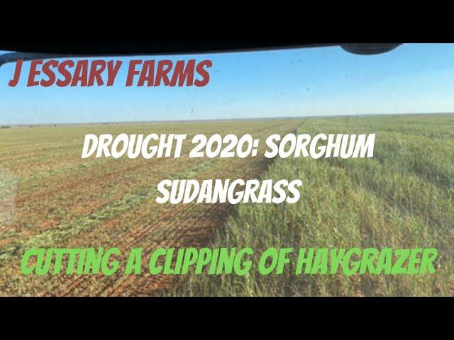 Drought 2020: Cutting a Clipping of Haygrazer