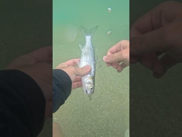  Kanama Smart Bait - Revive Your Dead Bait Fish. #kanama #smartbait #釣り #fishing