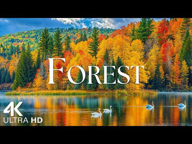 Forest 4K - Scenic Relaxation Film with Beautiful Piano Music - 4K Video UltraHD