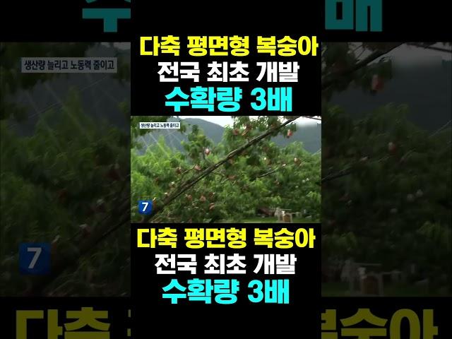 [한국농수산TV] 다축 평면형 복숭아 전국 최초 개발 수확량은 3배