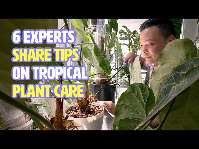 How 6 houseplant experts grow beautiful, lush tropical plants indoors | Houseplanted