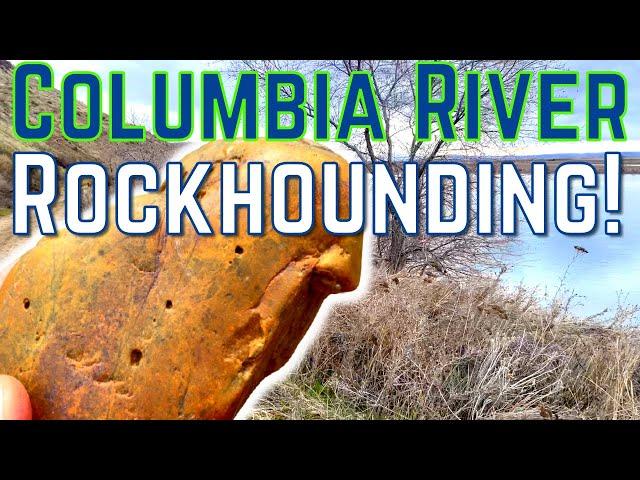 CLIFF of COBBLES! Rockhounding the Columbia River in Washington State near Tricities