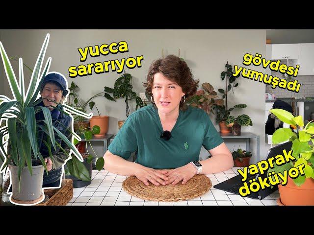 Yucca Problemleri 10 Soru & Cevap | Yucca Bakımı  Temel Bitki Bakımı