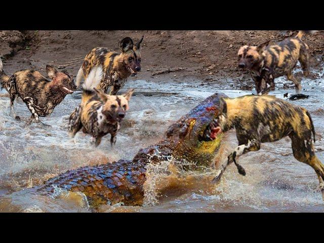 Fierce Skirmish! The King Of The Swamp Alone Defeated 10 Aggressive Wild Dogs To Steal Prey