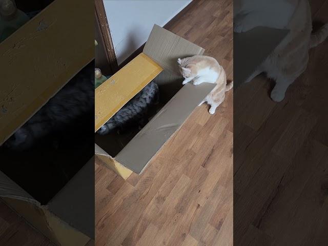 상자속이 궁금한 고양이들 #cat # #고양이 #상자 #상자와 고양이