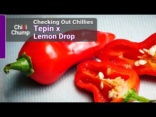 Tepin x Lemon Drop - Episode 2: Checking out Chillies with ChilliChump